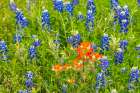 USA, Texas, Hill Country. Blooming bluebonnets and Indian paintbrush flowers. Art Print
